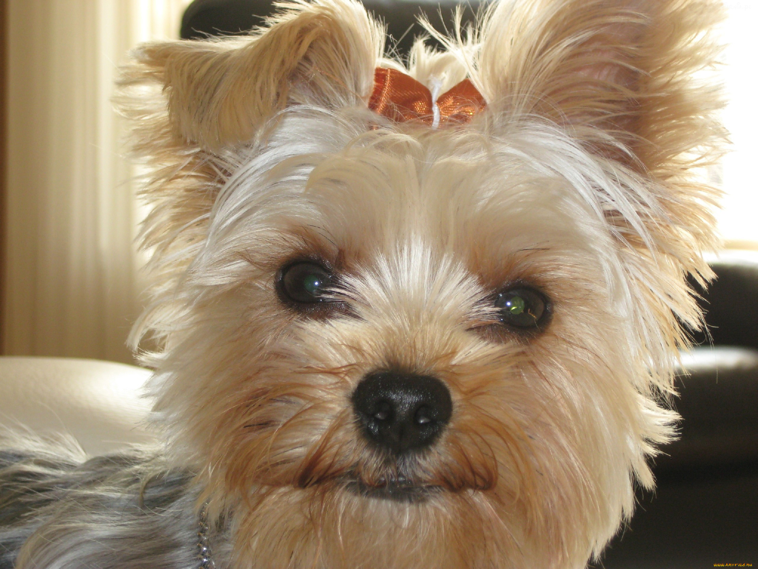 , , yorkshire, terrier